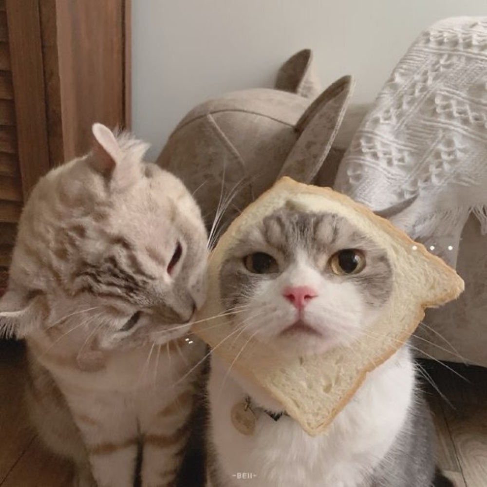 Meet your Posher, Alondra